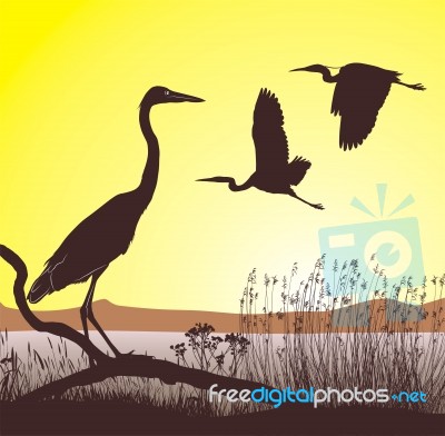 Herons At Sunrise Stock Image