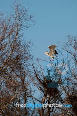 Herons On The Nest Stock Photo