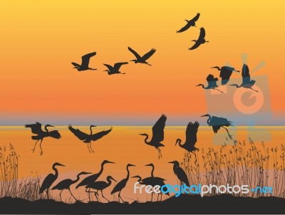 Herons On The Shore Of Lake At Sunset Stock Image