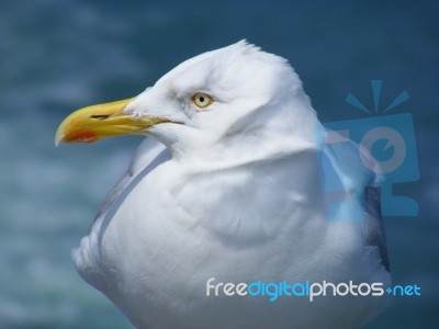 Herring Gull Stock Photo