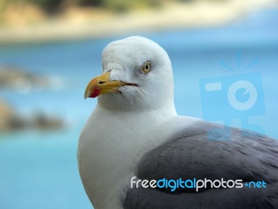 Herring Gull Stock Photo