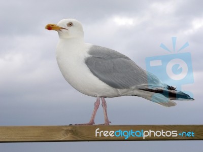 Herring Gull Stock Photo