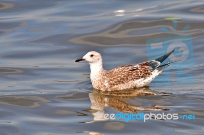 Heuglin's Gull Stock Photo