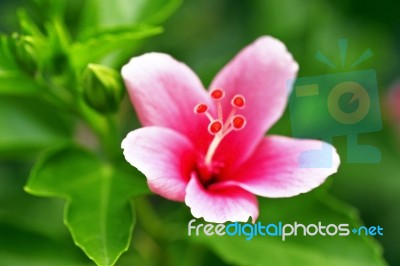 Hibiscus Stock Photo