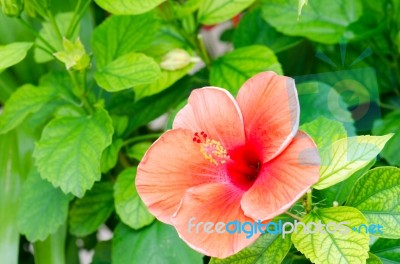 Hibiscus Stock Photo