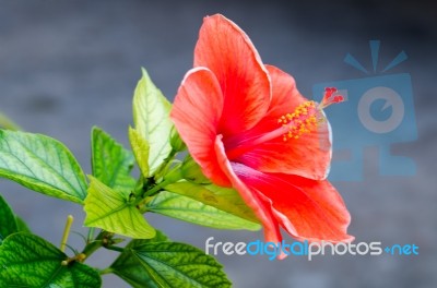 Hibiscus Stock Photo