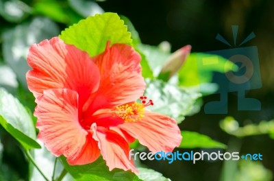 Hibiscus Stock Photo