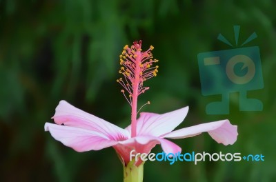 Hibiscus Stock Photo