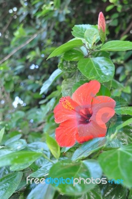 Hibiscus Flower Stock Photo