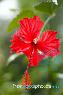 Hibiscus Flower Stock Photo