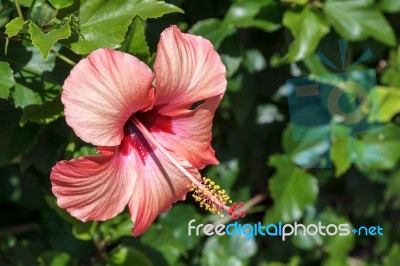 Hibiscus Flower Stock Photo