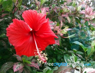 Hibiscus Flower Stock Photo