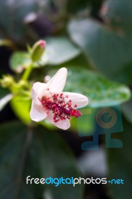 Hibiscus Wa Meae Sub Species Hannerae From Hawaii Stock Photo