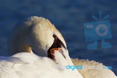 Hide-and-seek From The Swan Stock Photo