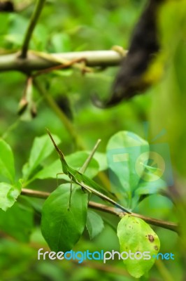 Hide Of Slant – Faced Grasshopper Stock Photo