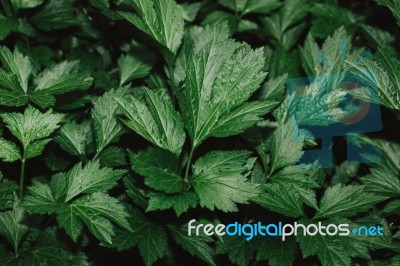 High Resolution Green Leaves Background Texture Stock Photo