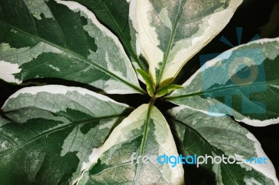 High Resolution Green Leaves Background Texture Stock Photo