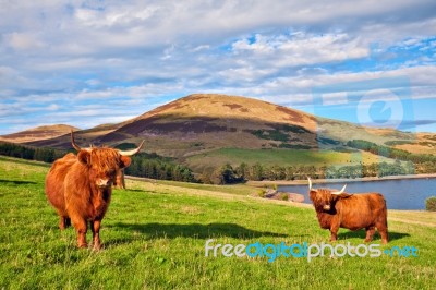 Highland Angus Cow Stock Photo