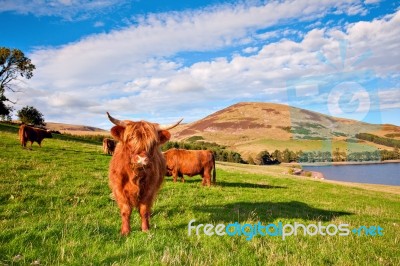 Highland Angus Cow Stock Photo