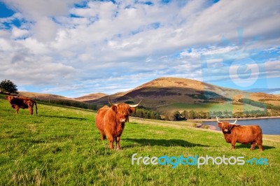 Highland Angus Cow Stock Photo