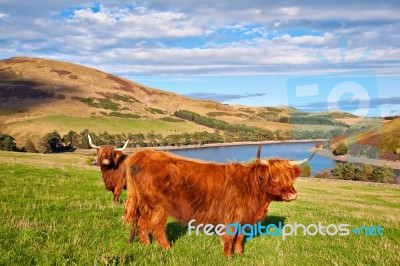 Highland Angus Cow Stock Photo