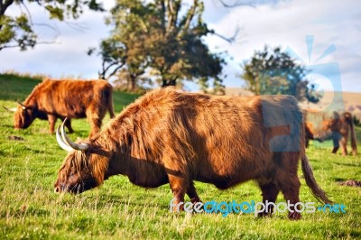 Highland Angus Cow Stock Photo