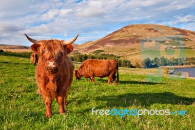 Highland Angus Cow Stock Photo