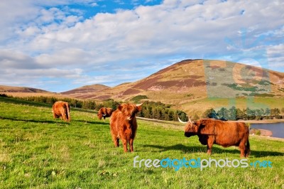 Highland Angus Cow Stock Photo