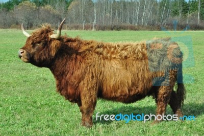 Highland Cow Stock Photo