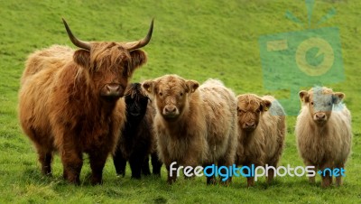 Highland Cow And Calves Stock Photo