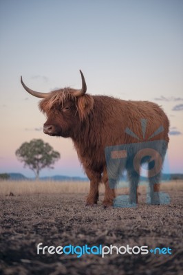 Highland Cow On The Farm Stock Photo