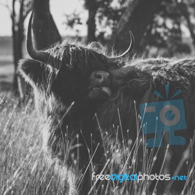 Highland Cow On The Farm Stock Photo