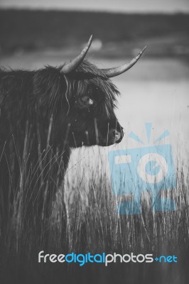 Highland Cow On The Farm Stock Photo