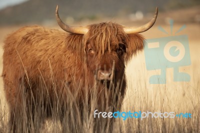 Highland Cow On The Farm Stock Photo