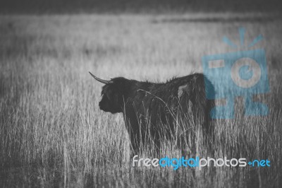 Highland Cow On The Farm Stock Photo