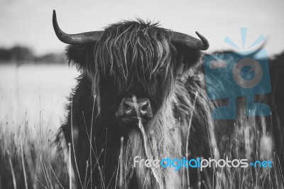 Highland Cow On The Farm Stock Photo