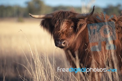 Highland Cow On The Farm Stock Photo