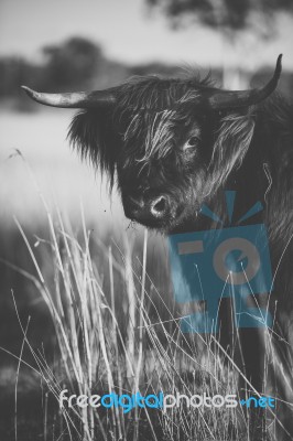 Highland Cow On The Farm Stock Photo