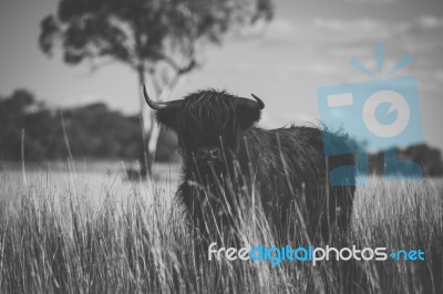 Highland Cow On The Farm Stock Photo