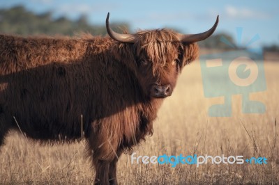 Highland Cow On The Farm Stock Photo