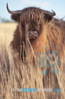 Highland Cow On The Farm Stock Photo