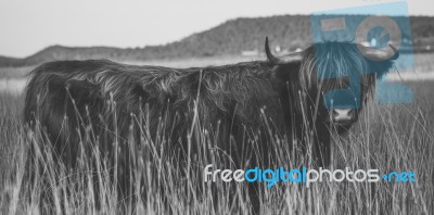 Highland Cow On The Farm Stock Photo