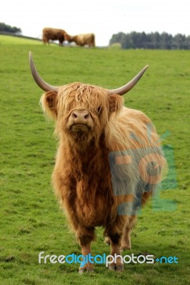 Highland Cows Stock Photo