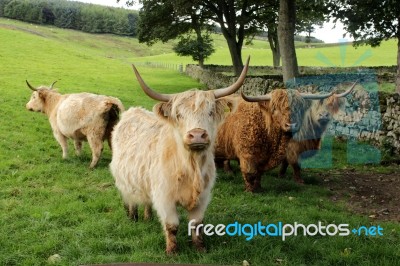 Highland Cows Stock Photo