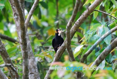 Hill Myna Stock Photo