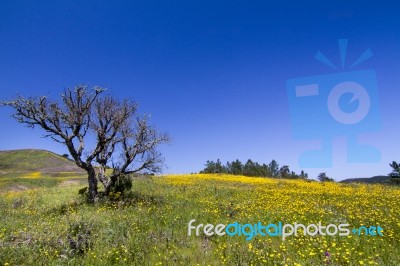 Hill Of Yellow Marigold Flowers Stock Photo