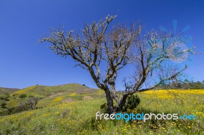 Hill Of Yellow Marigold Flowers Stock Photo