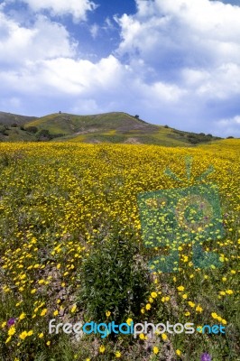 Hill Of Yellow Marigold Flowers Stock Photo