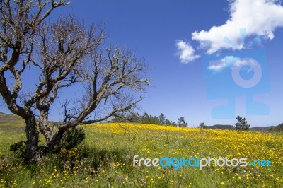 Hill Of Yellow Marigold Flowers Stock Photo