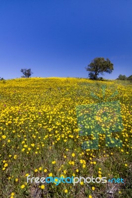 Hill Of Yellow Marigold Flowers Stock Photo